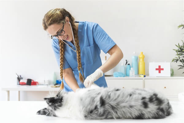 Veterinarian examining a dog in a clinic